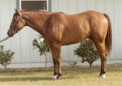 Figure 6b: photo of horse that ties in low, giving it a heavier and less refined neck. Also, has a 1:1 topline to underline ratio of the horse?s neck, contributing to a straighter shoulder and lower tie in.